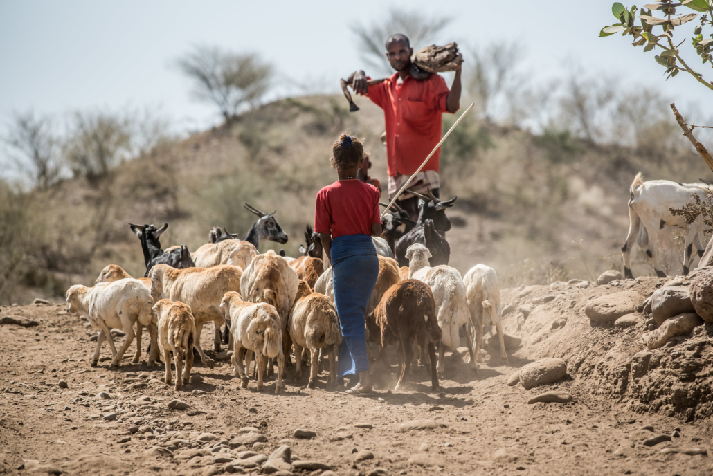 I cambiamenti climatici condizionano sempre di più la vita dei pastori in Est Africa. LVIA è attiva per mitigarne gli effetti sulla vita delle popolazioni pastorali, ad esempio con la distribuzione di capre per reintegrare il bestiame perso a causa della siccità.