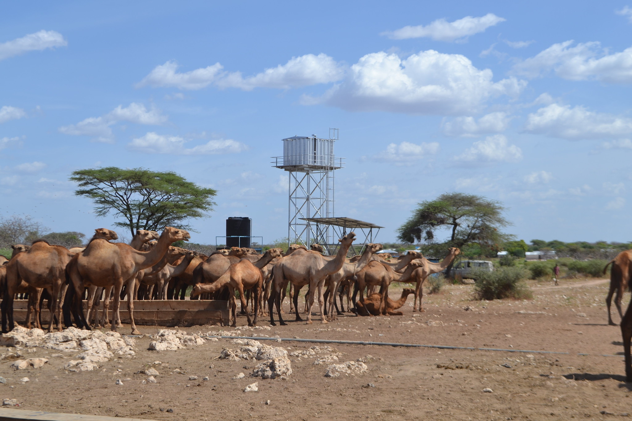 Il latte di cammella unisce Kenya ed Emilia Romagna aggiornamenti dal